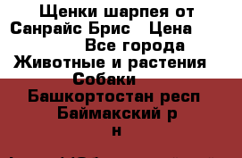 Щенки шарпея от Санрайс Брис › Цена ­ 30 000 - Все города Животные и растения » Собаки   . Башкортостан респ.,Баймакский р-н